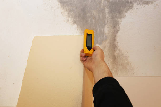 Best Mold-Related Health Consultation  in Hideaway, TX