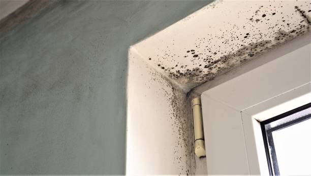  Hideaway, TX Mold Removal Pros