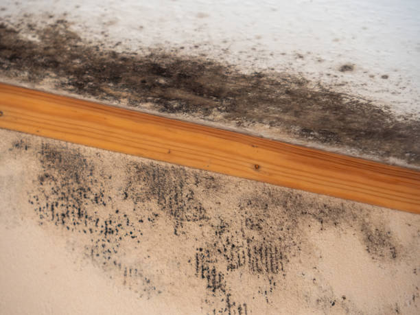 Mold Odor Removal Services in Hideaway, TX