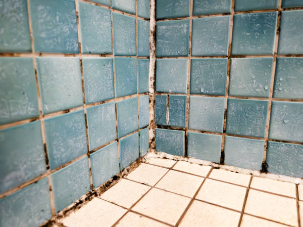 Best Mold Remediation for Vacation Homes  in Hideaway, TX