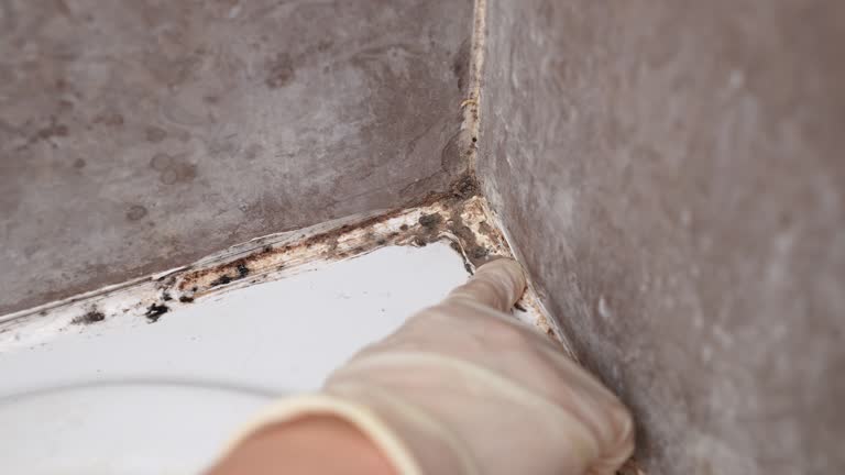 Best Mold Remediation for Healthcare Facilities  in Hideaway, TX
